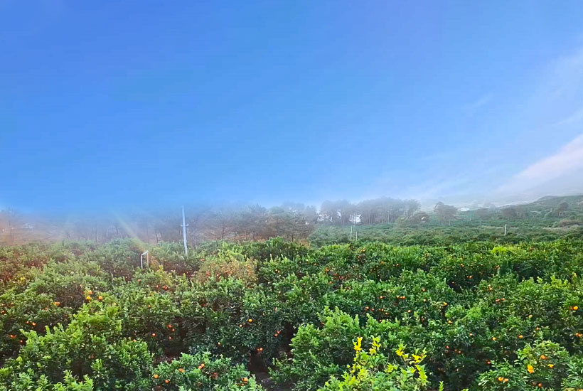 種植基地